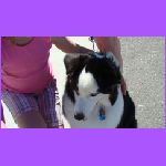 Austrailian Sheperd.jpg